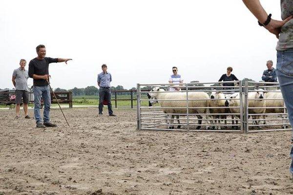 Uitleg over hoe leiding geven te maken heeft met schapendrijven